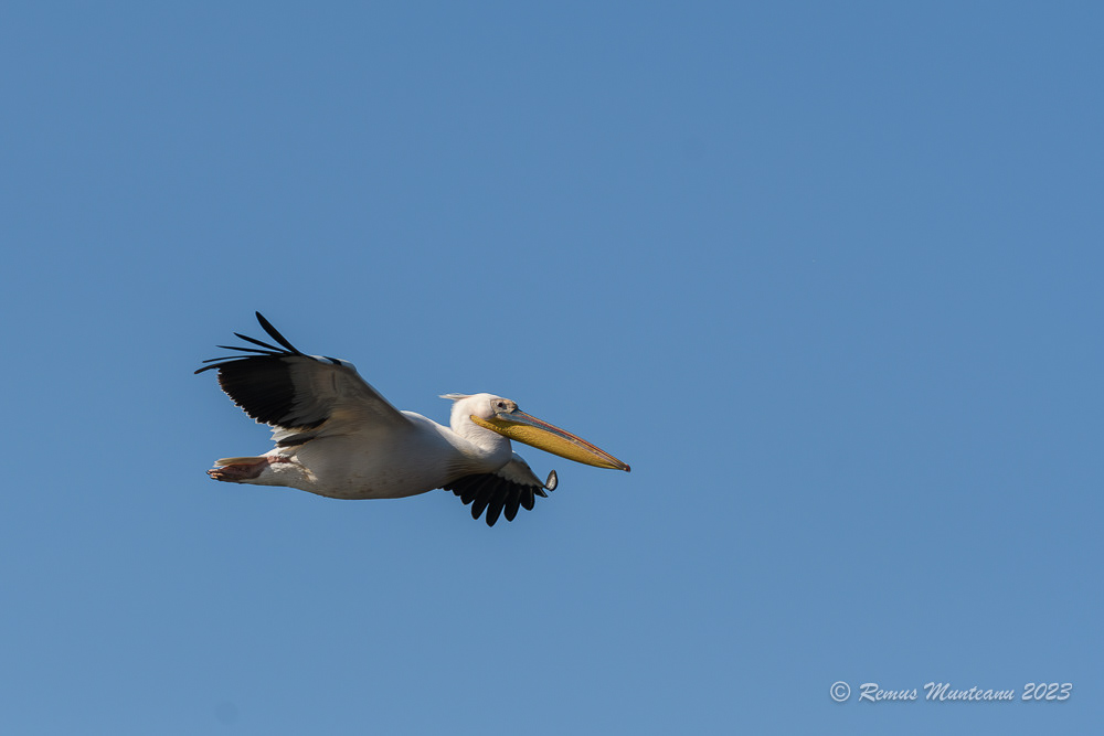 Pelican comun | Great white pelican | Pelecanus onocrotalus