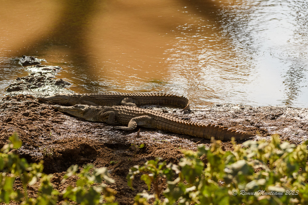 Nile Crocodile | Crocodylus Niloticus