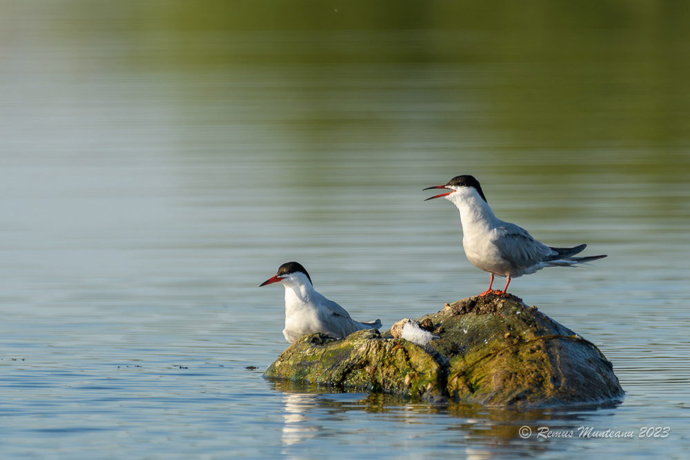 Chira de balta | Common Tern | Sterna hirundo