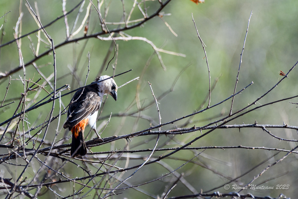 White-headed Buffalo Weaver | Dinemellia Dinemelli