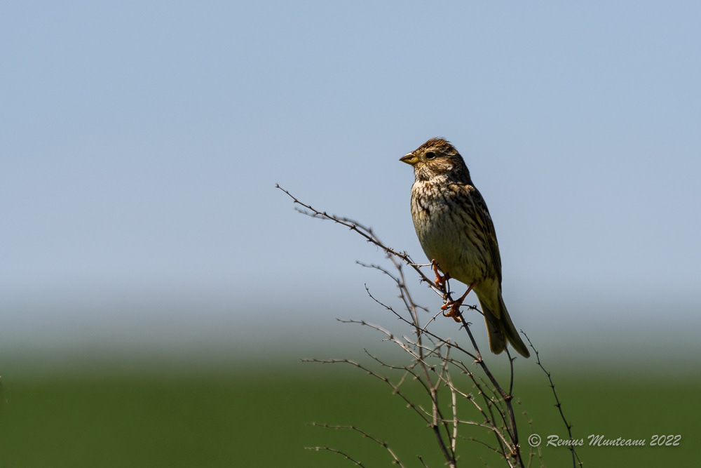 Presura sura | Emberiza calandra | Corn bunting
