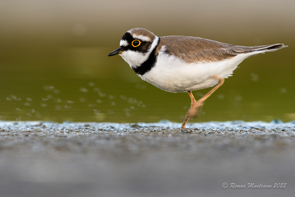 Prundaras gulerat mic | Charadrius dubius | Little ringed plover
