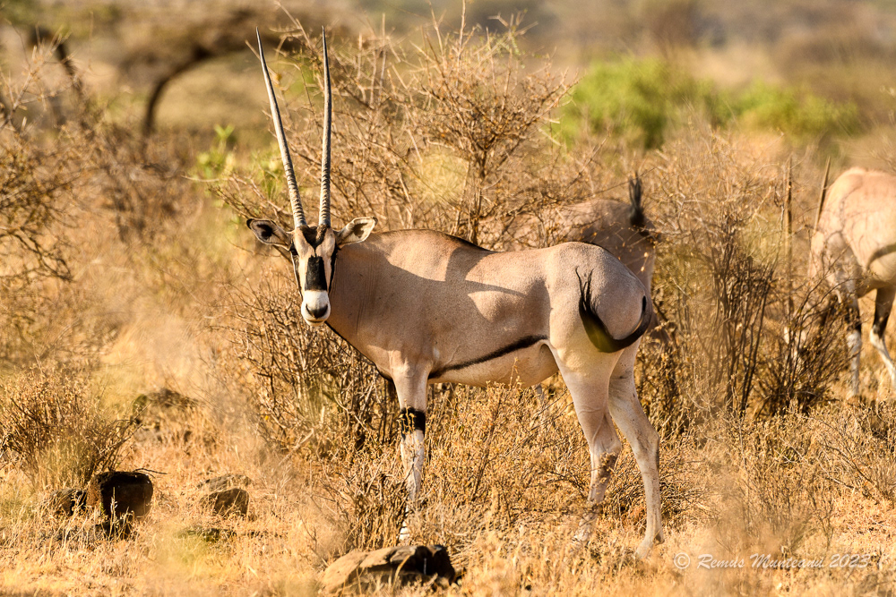 East African Oryx | Oryx Beisa Beisa