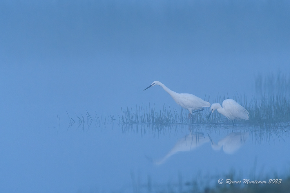 Egreta mica | Little egret | Egretta garzetta