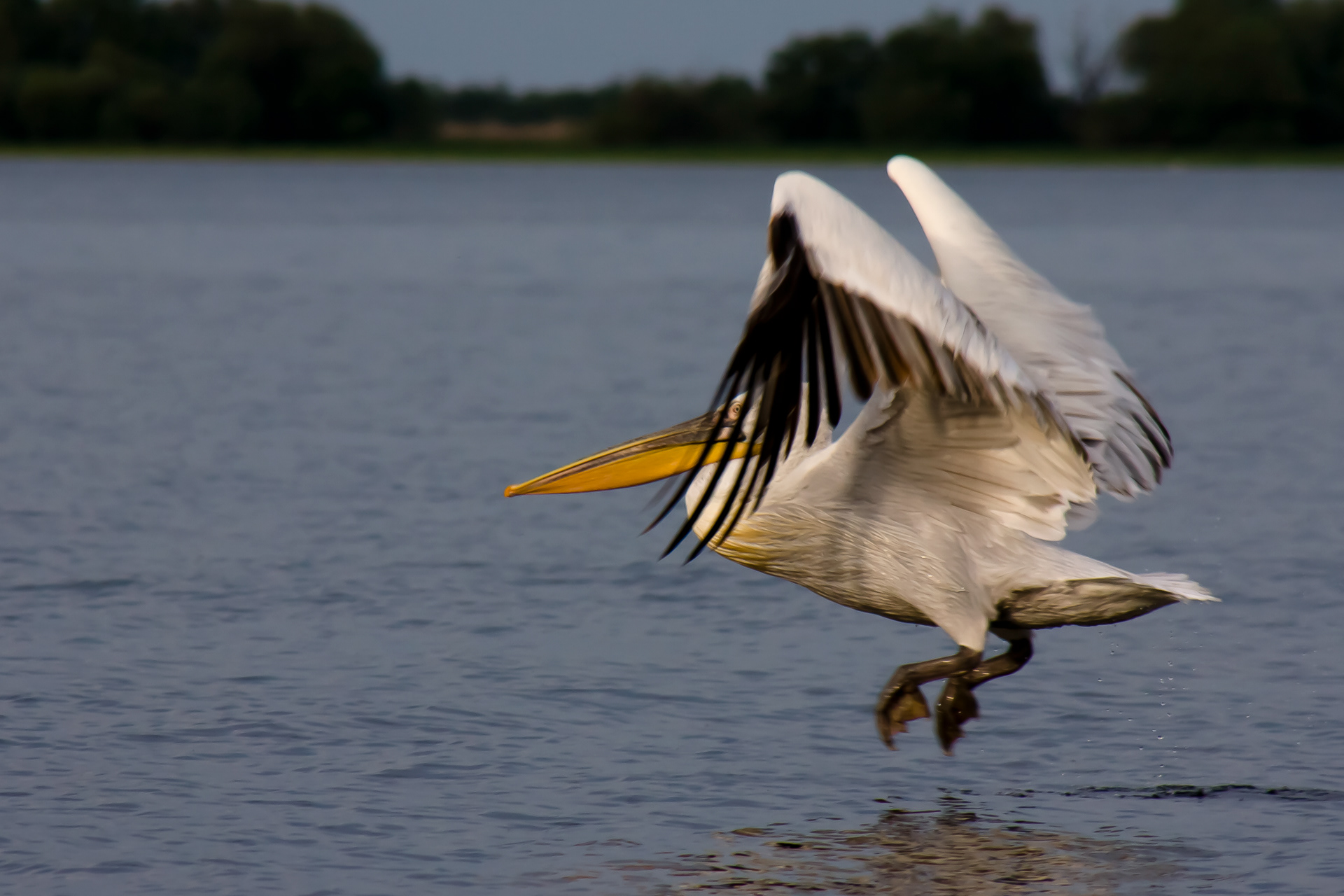 Pelican comun | Pelecanus onocrotalus