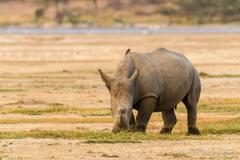 Southern White Rhinoceros | Ceratotherium Simum Simum