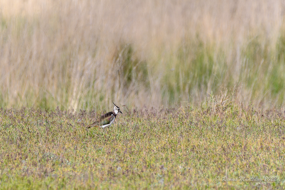 Nagat | Vanellus vanellus | Northern lapwing
