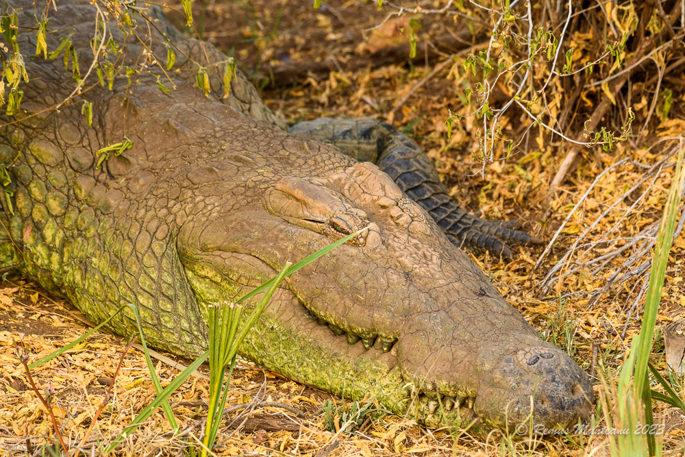 Nile Crocodile | Crocodylus Niloticus
