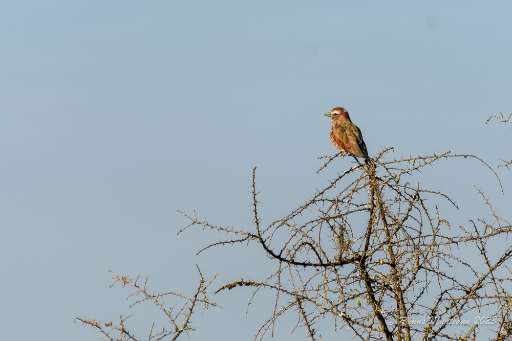 Rufous-crowned Roller | Coracias Naevius