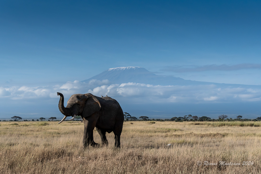 African Savanna Elephant | Loxodonta Africana