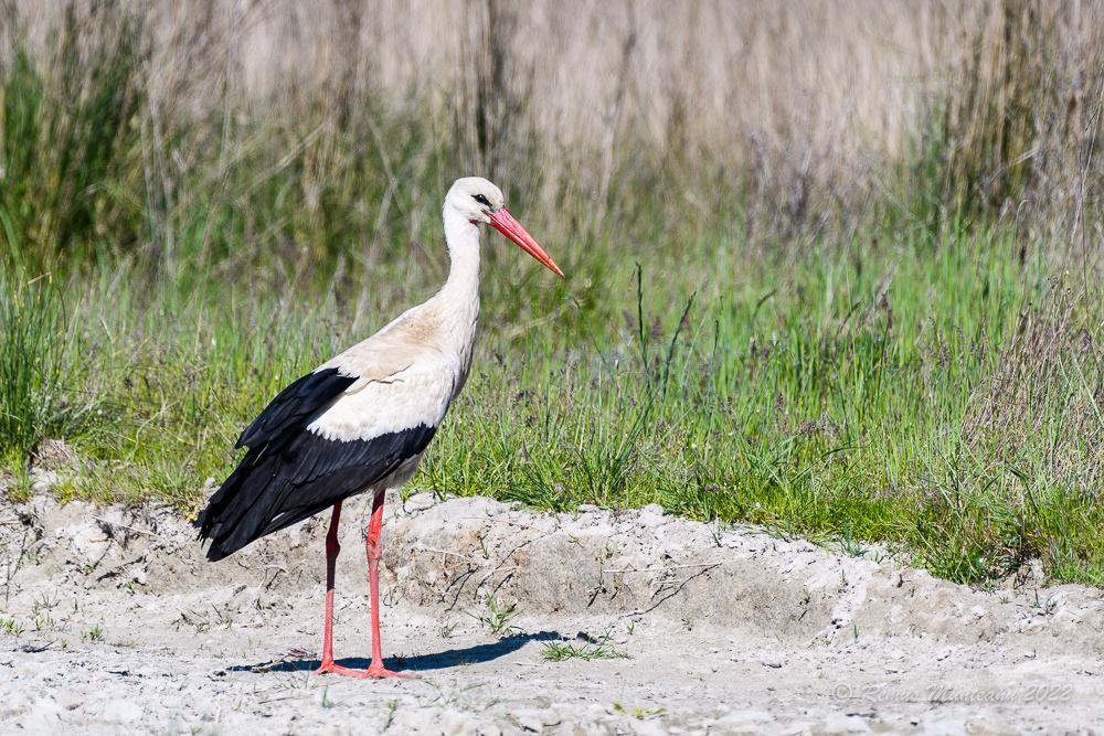 Barza alba | Ciconia ciconia | White stork
