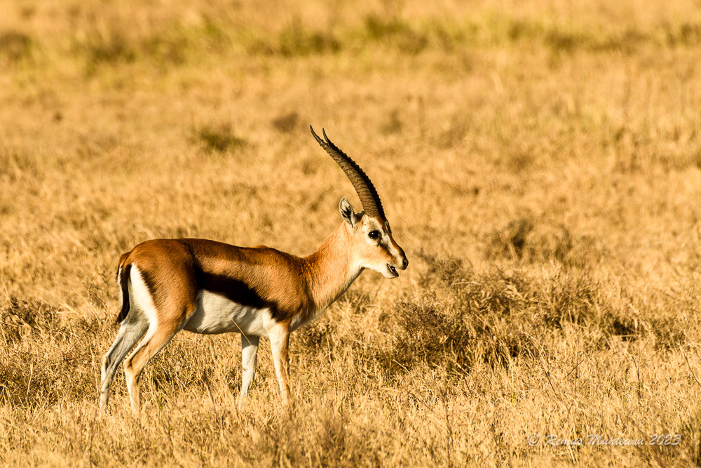 Thomson's Gazelle | Eudorcas Thomsonii