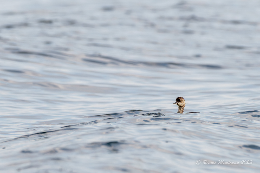 Corcodel mic | Little grebe | Tachybaptus ruficollis