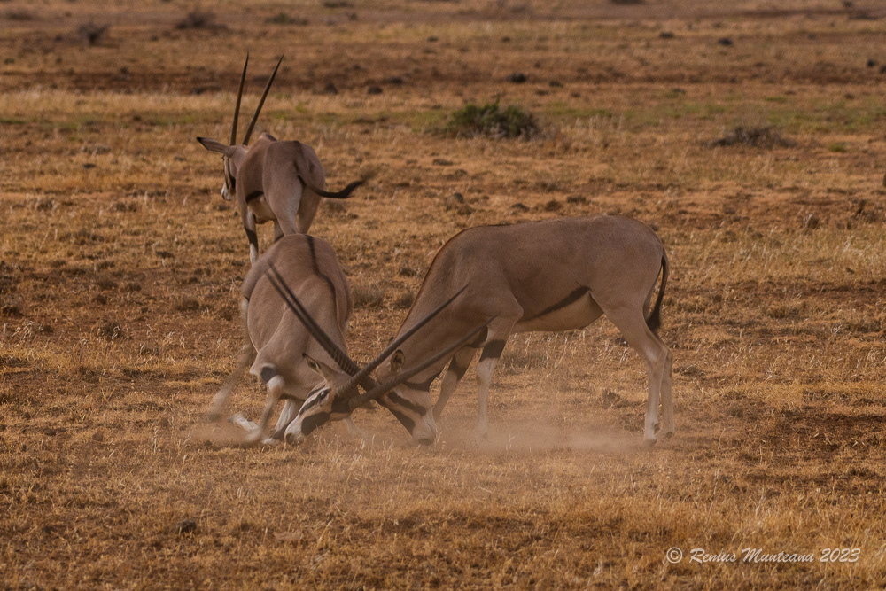 East African Oryx | Oryx Beisa Beisa