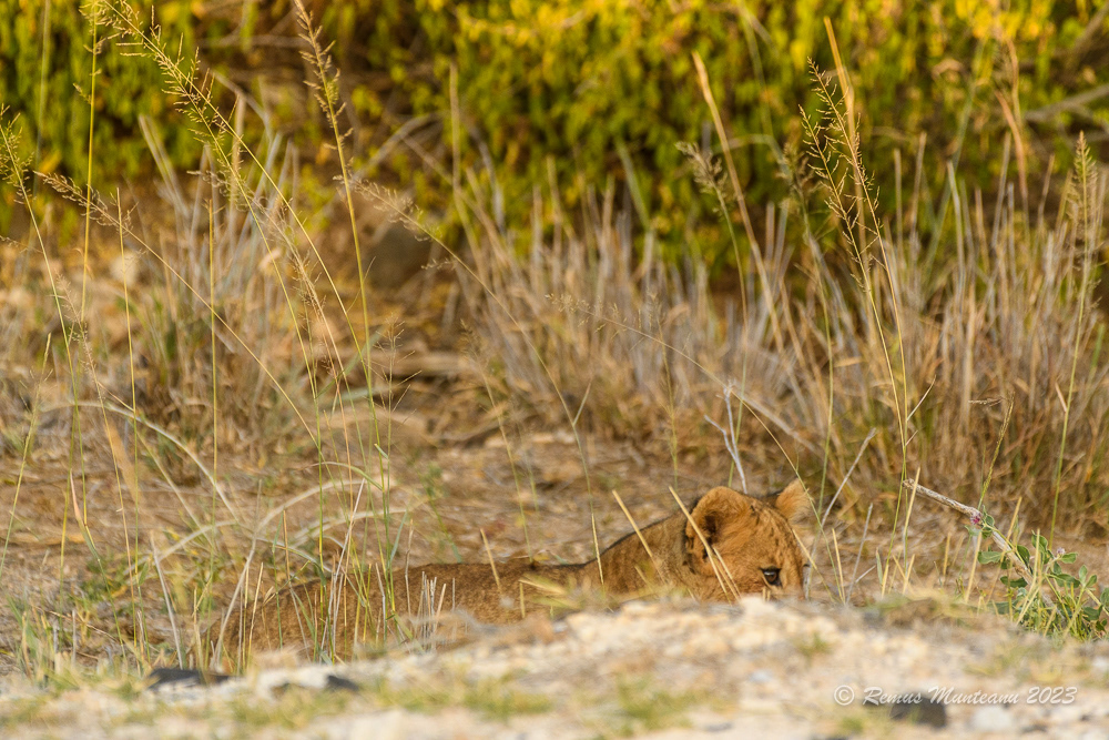 African Lion | Panthera Leo