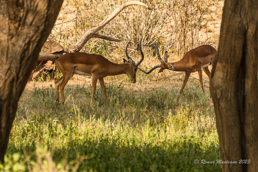 Impala | Aepyceros Melampus
