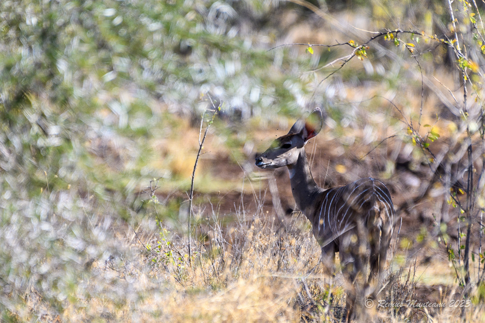 Lesser Kudu | Tragelaphus Imberbis