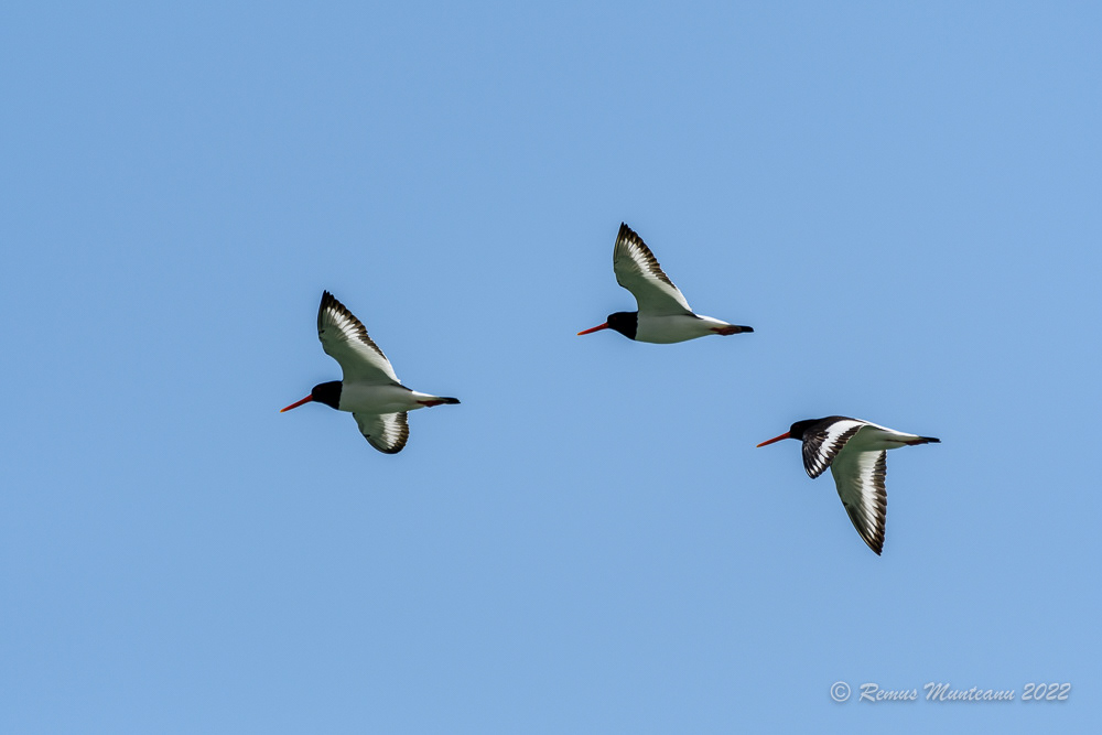 Scoicar | Haematopus ostralegus | Eurasian oystercatcher