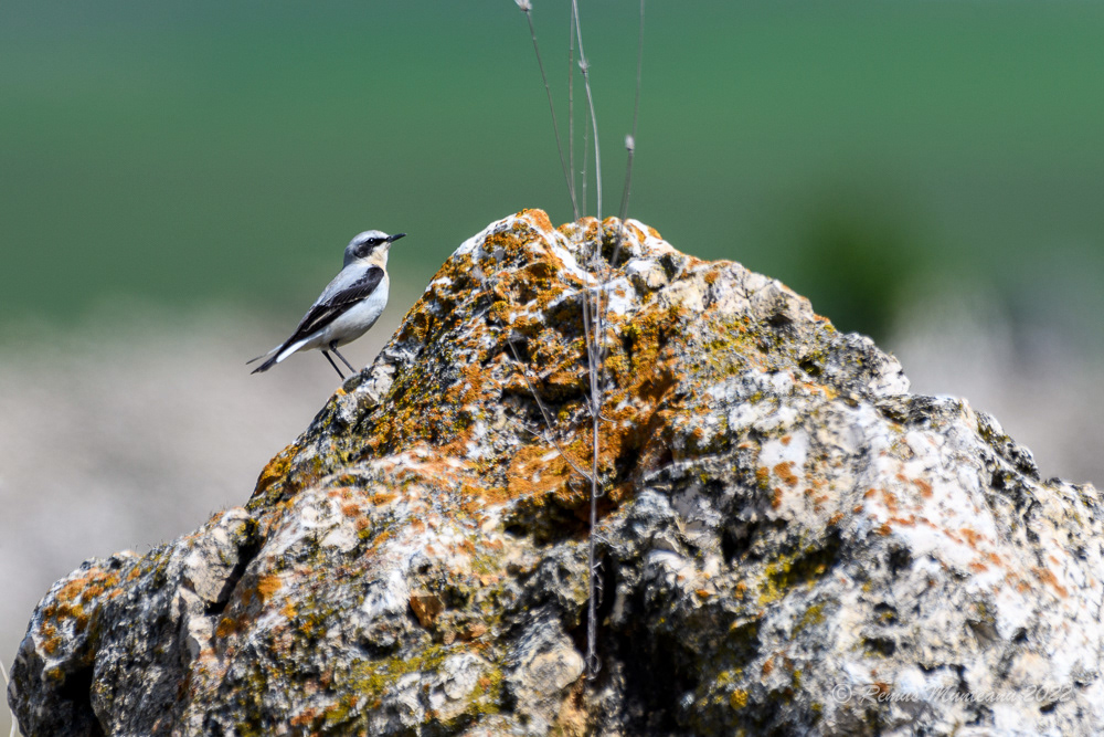 Pietrar sur | Oenanthe oenanthe | Northern wheatear