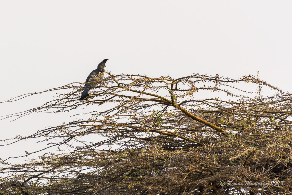 White-bellied Go-away-bird | Corythaixoides Leucogaster