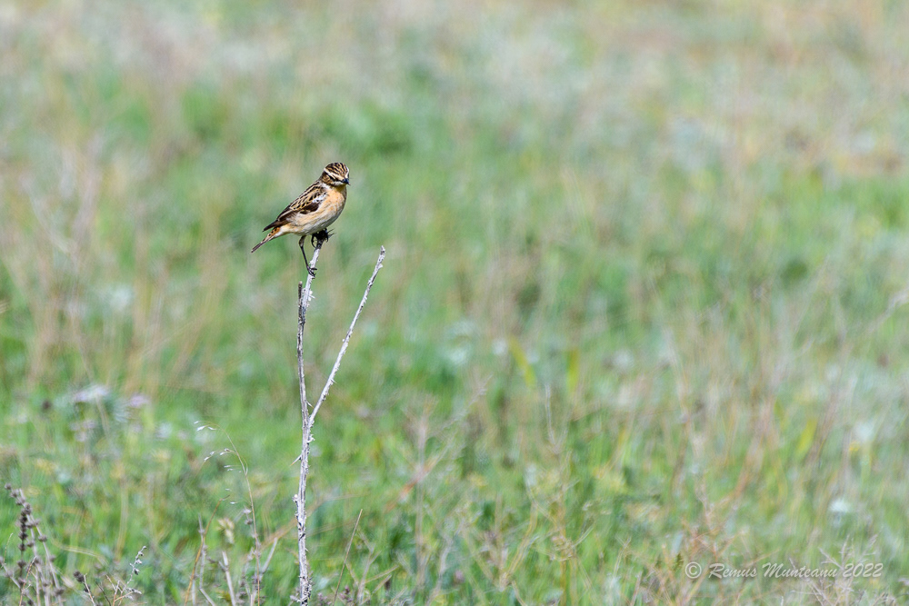 Maracinar mare | Saxicola rubetra | Whinchat