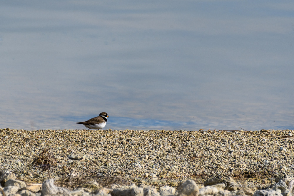 Prundaras gulerat mic | Charadrius dubius | Little ringed plover
