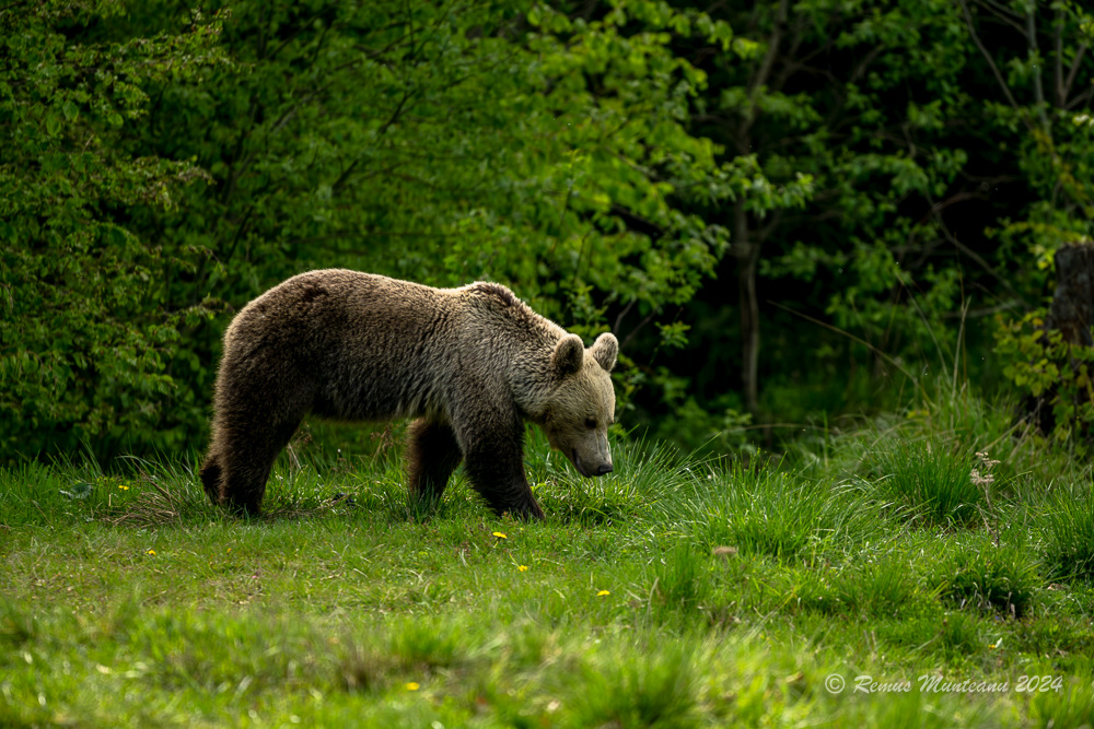 Urs Brun | Brown Bear | Ursus Arctos