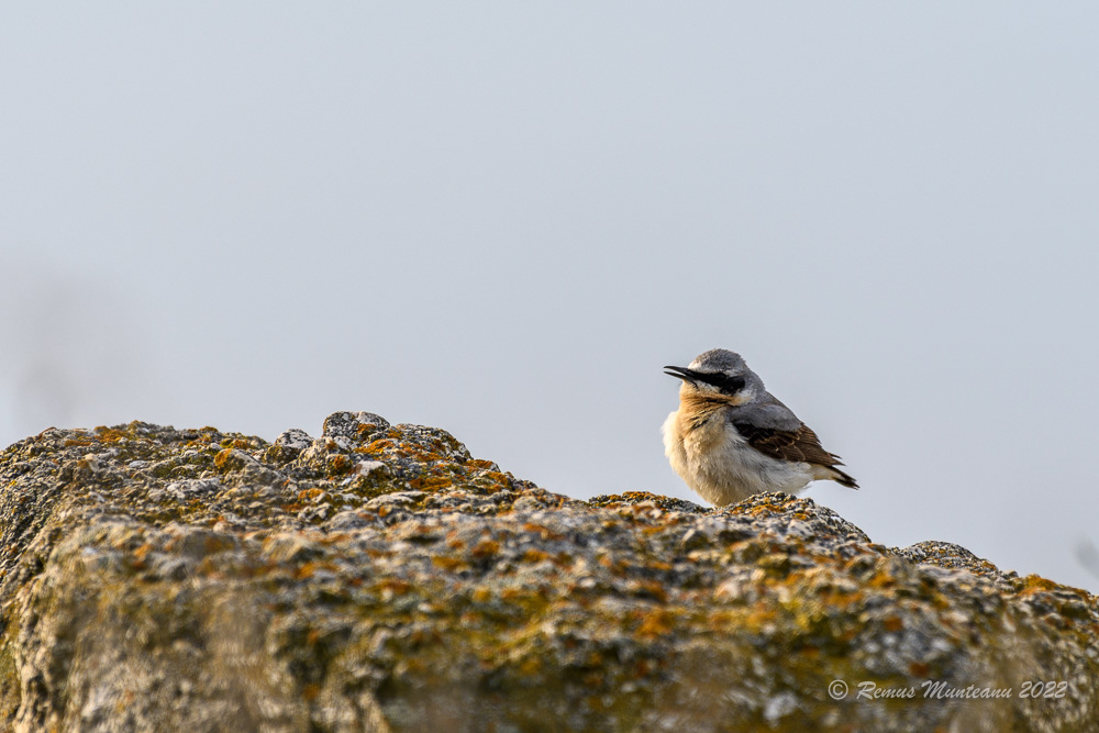 Pietrar sur | Oenanthe oenanthe | Northern wheatear