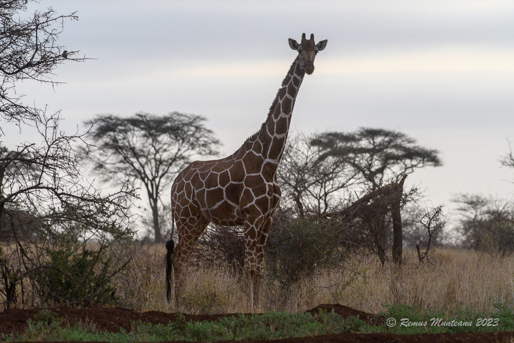 Reticulated Giraffe | Giraffa Camelopardalis Reticulata