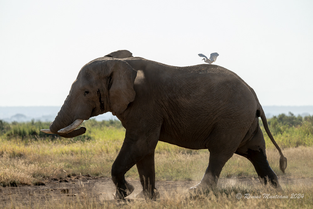 African Savanna Elephant | Loxodonta Africana