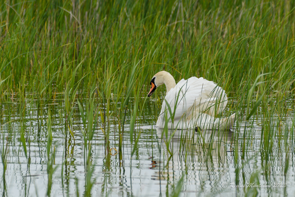 Lebada de vara | Mute swan | Cygnus olor