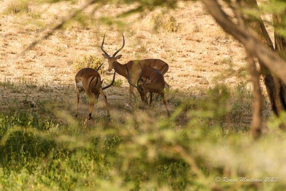 Impala | Aepyceros Melampus