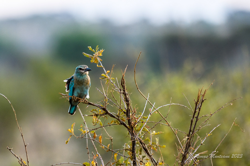 European Roller | Coracias Garrulus