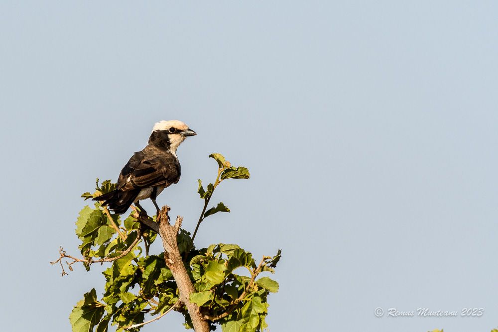 White-rumped Shrike | Eurocephalus Rupelli