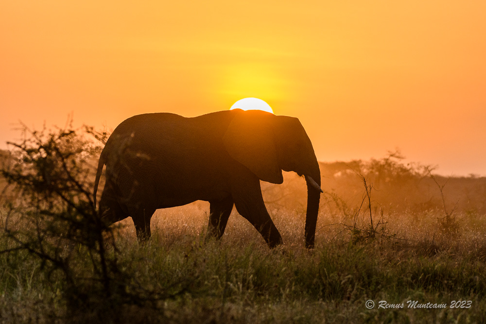 African Savanna Elephant | Loxodonta Africana