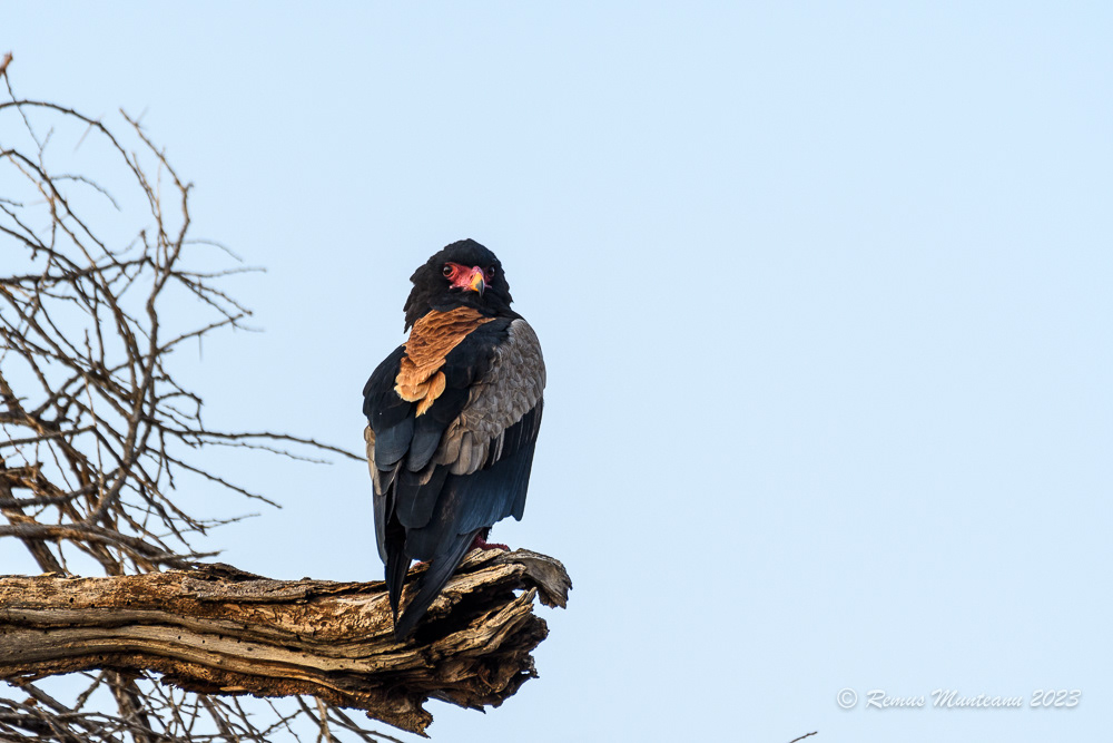 Bateleur | Terathopius Ecaudatus