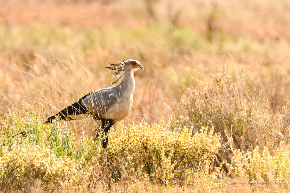 Secretarybird | Sagittarius Serpentarius