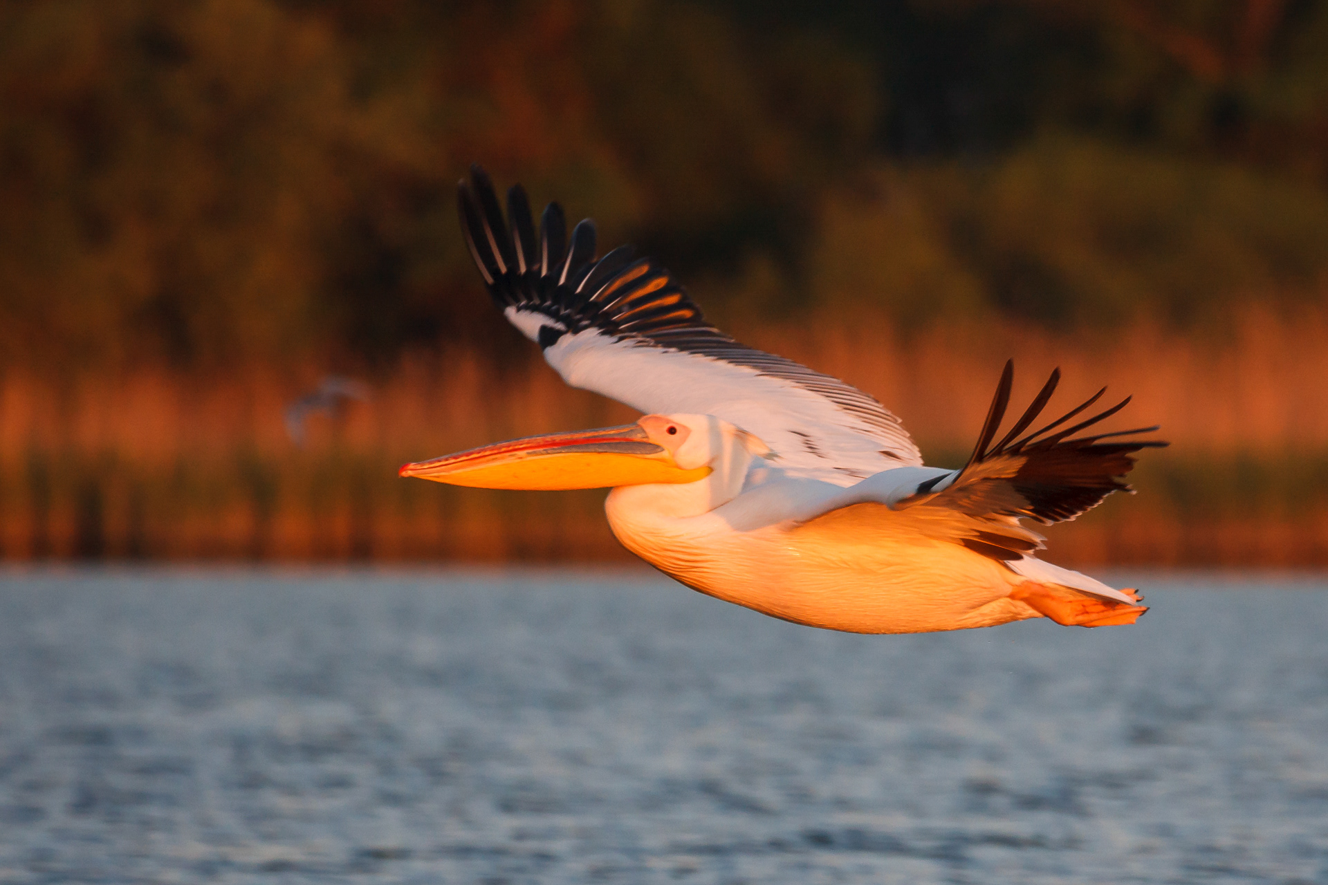 Pelican comun | Pelecanus onocrotalus