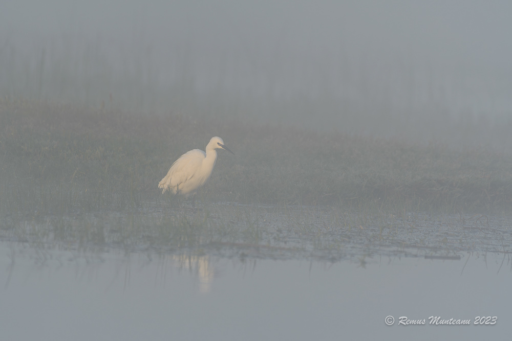 Egreta mica | Little egret | Egretta garzetta