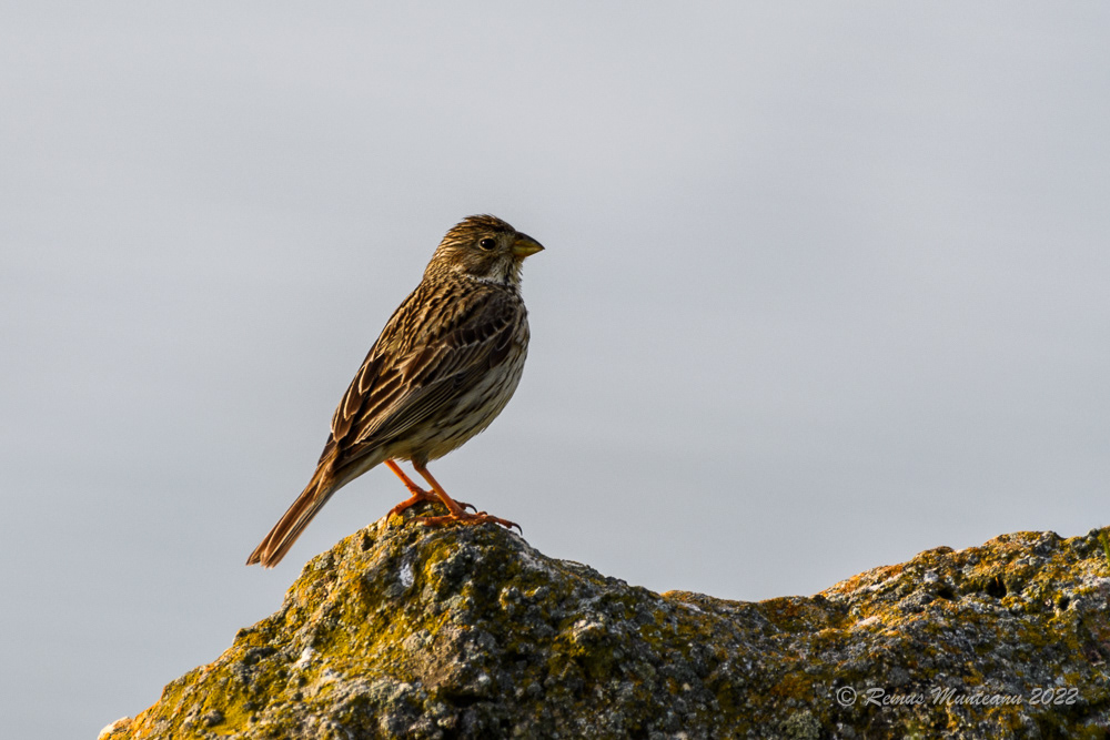 Presura sura | Emberiza calandra | Corn bunting