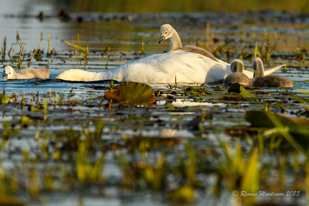 Lebada de vara | Mute swan | Cygnus olor