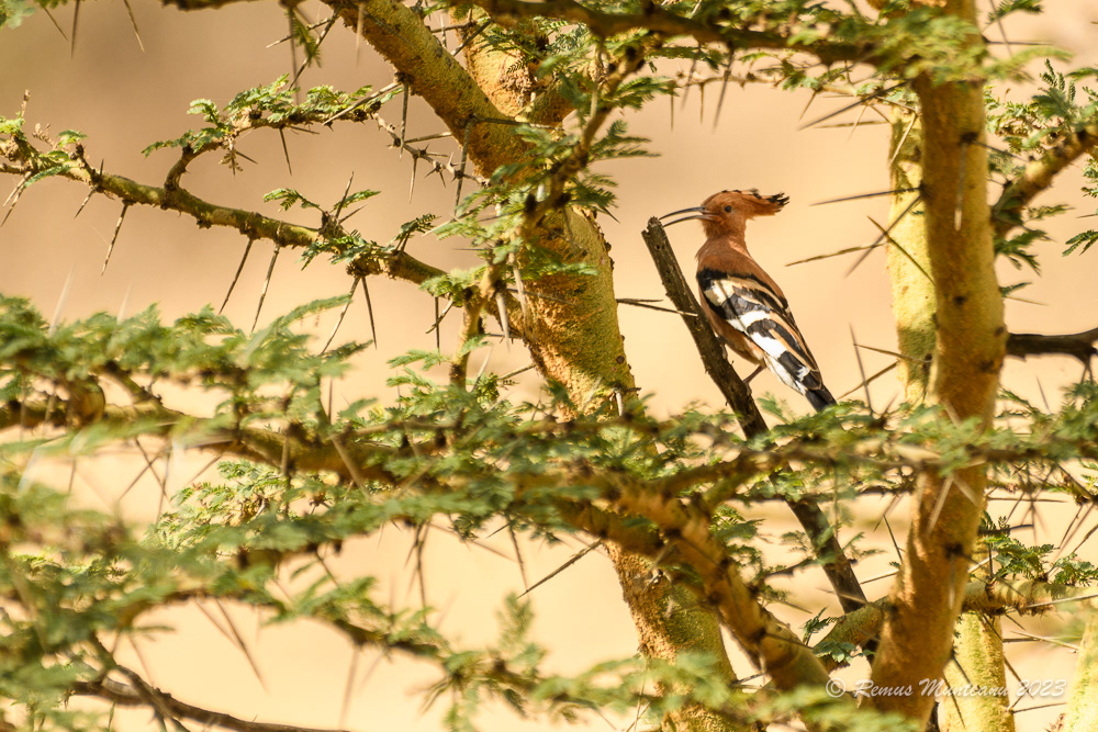 Eurasian Hoopoe | Upupa Epops