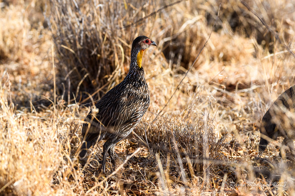 Yellow-necked Spurfowl | Pternistis Leucoscepus