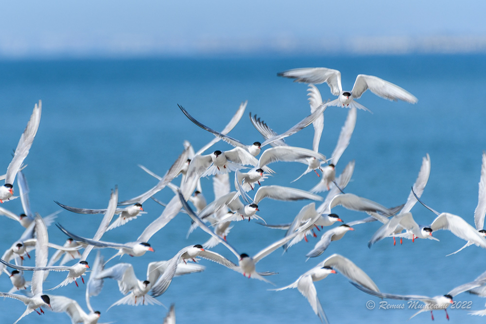 Chira de balta | Sterna hirundo | Common tern
