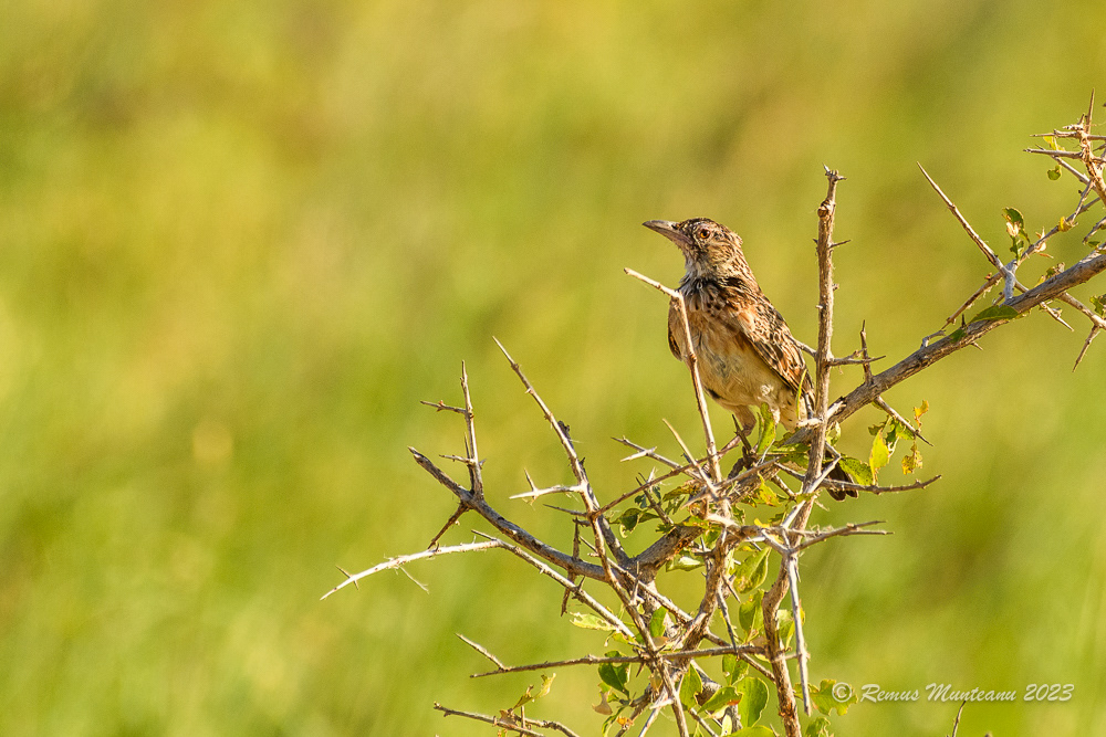 Red-winged Lark | Mirafra Hypermetra