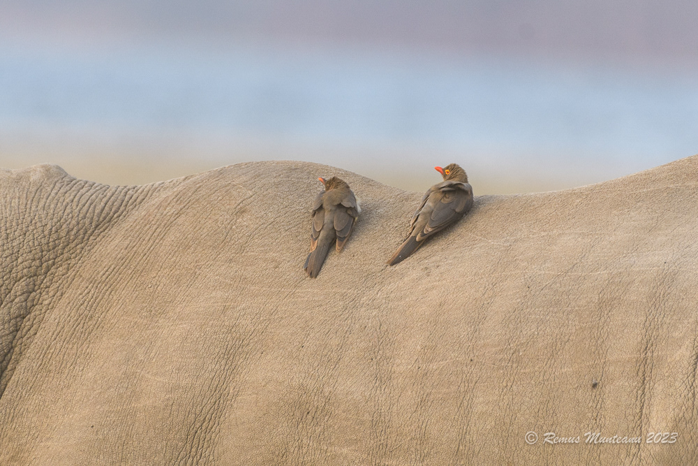 Red-billed Oxpecker | Buphagus Erythrorynchus