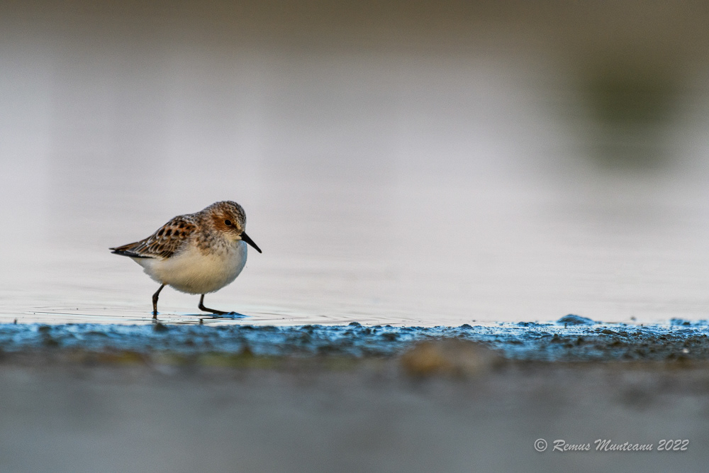 Fugaci mic | Calidris minuta | Little stint