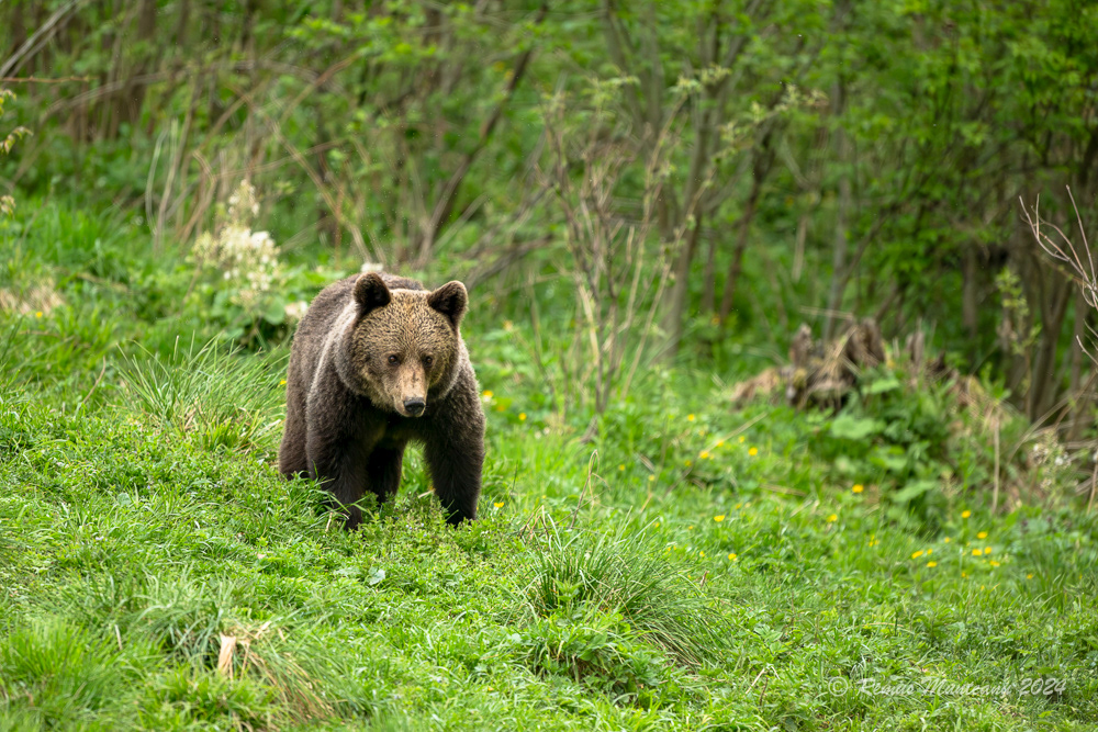 Urs Brun | Brown Bear | Ursus Arctos