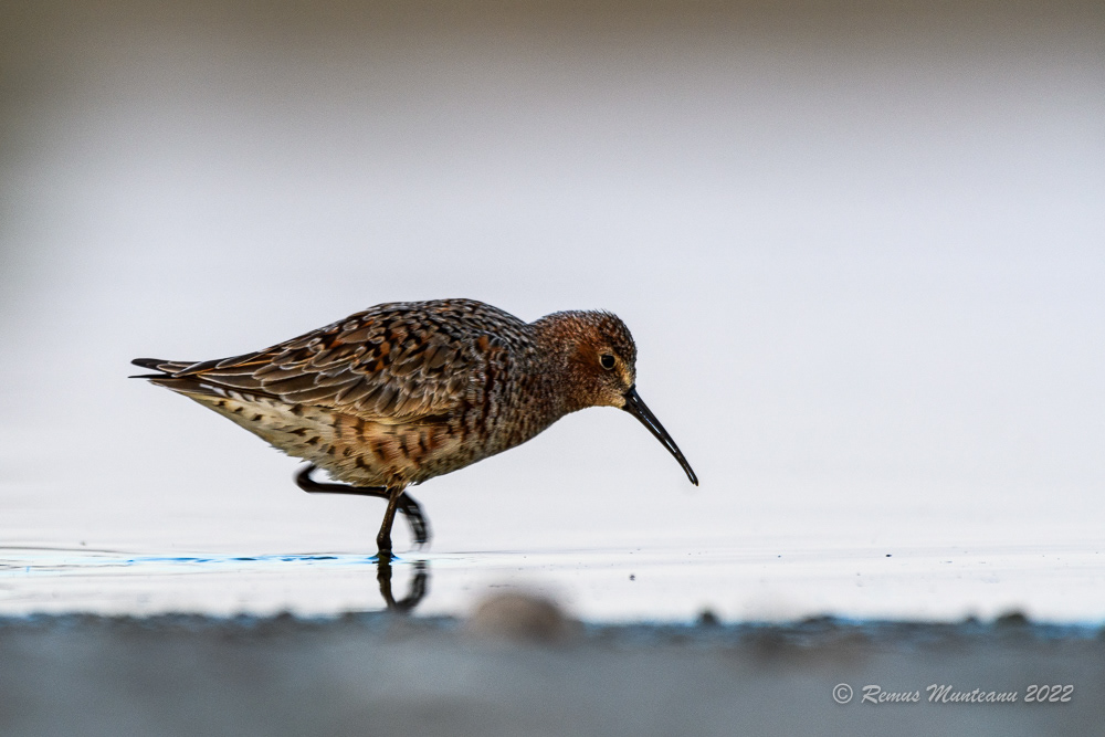 Fugaci roscat | Calidris ferruginea | Curlew sandpiper