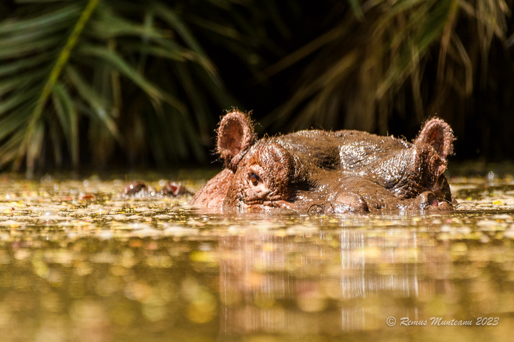Common Hippopotamus | Hippopotamus Amphibius